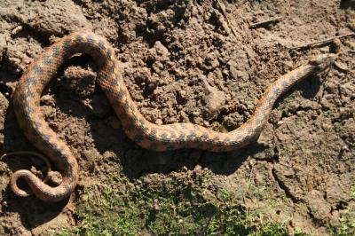 Couleuvre vipérine Natrix maura (Linnaeus, 1758)