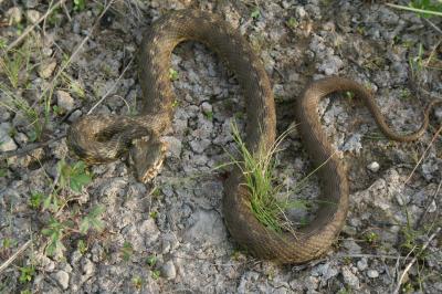 Couleuvre vipérine Natrix maura (Linnaeus, 1758)