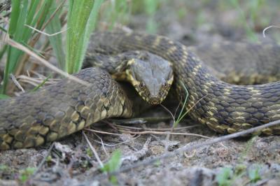 Couleuvre vipérine Natrix maura (Linnaeus, 1758)