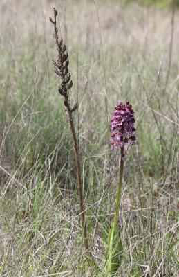 Orchis pourpre, Grivollée Orchis purpurea Huds., 1762