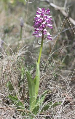 Orchis militaire, Casque militaire, Orchis casqué Orchis militaris L., 1753