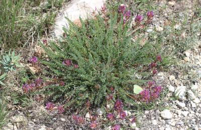 Astragale de Montpellier, Esparcette bâtarde Astragalus monspessulanus L., 1753