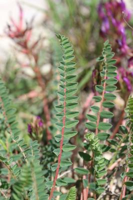 Astragale de Montpellier, Esparcette bâtarde Astragalus monspessulanus L., 1753