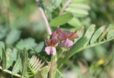 Vesce striée Vicia pannonica var. purpurascens (DC.) Ser., 1825