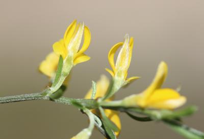 Genêt poilu, Genêt velu, Genette Genista pilosa L., 1753