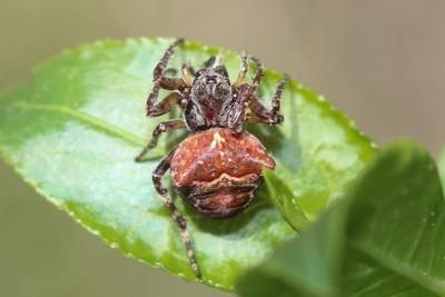 Épeire à bosses Gibbaranea bituberculata (Walckenaer, 1802)