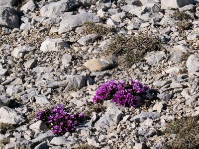 Saxifrage à feuilles opposées, Saxifrage glanduleu Saxifraga oppositifolia L., 1753