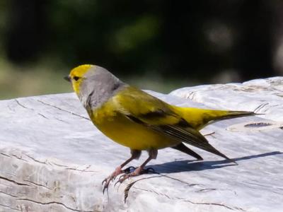 Venturon montagnard Carduelis citrinella (Pallas, 1764)