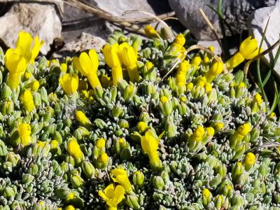 Androsace vitaliana, Androsace de Vital Androsace vitaliana (L.) Lapeyr., 1813