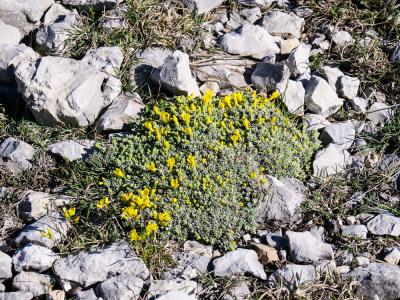 Androsace vitaliana, Androsace de Vital Androsace vitaliana (L.) Lapeyr., 1813
