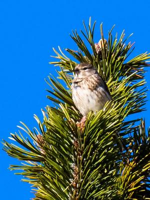 Linotte mélodieuse Carduelis cannabina (Linnaeus, 1758)