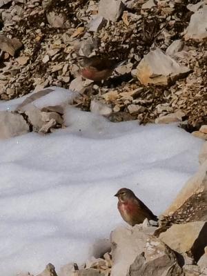 Linotte mélodieuse Carduelis cannabina (Linnaeus, 1758)