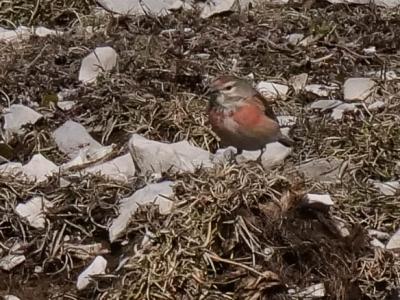 Linotte mélodieuse Carduelis cannabina (Linnaeus, 1758)
