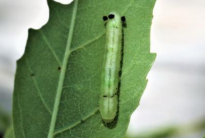  Tomostethus nigritus (Fabricius, 1804)