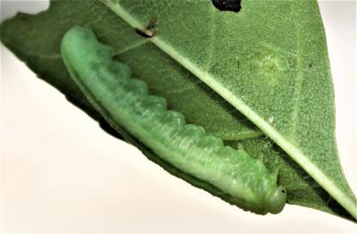  Tomostethus nigritus (Fabricius, 1804)