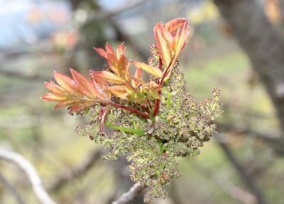 Pistachier térébinthe, Pudis Pistacia terebinthus L., 1753