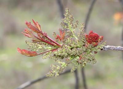 Pistachier térébinthe, Pudis Pistacia terebinthus L., 1753