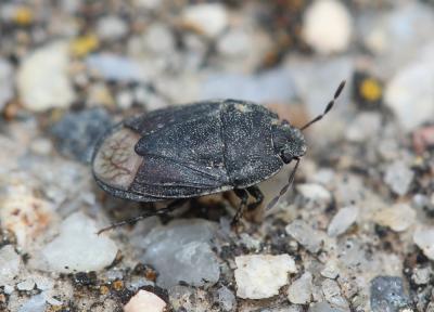  Ochetostethus Fieber, 1860
