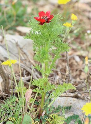 Goutte de sang, Adonis annuelle, Adonis d'automne Adonis annua L., 1753