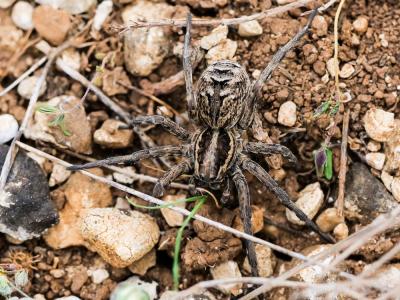 Tarentules Lycosa tarantula (Linnaeus, 1758)