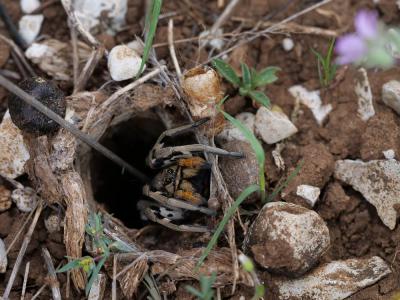 Tarentules Lycosa tarantula (Linnaeus, 1758)