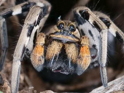 Tarentules Lycosa tarantula (Linnaeus, 1758)