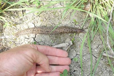 Limace léopard Limax maximus Linnaeus, 1758