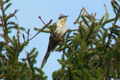Coucou geai Clamator glandarius (Linnaeus, 1758)