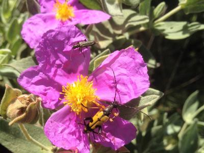 Lepture tacheté (Le) Rutpela maculata (Poda, 1761)