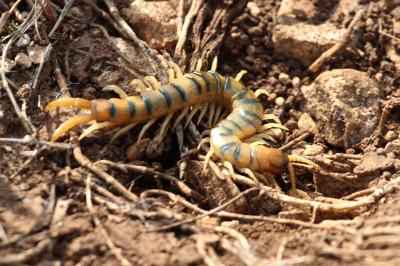  Scolopendra cingulata Latreille, 1789