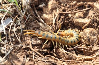  Scolopendra cingulata Latreille, 1789
