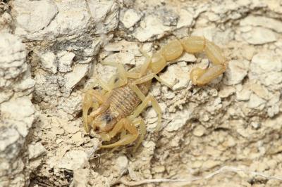 Scorpion languedocien Buthus occitanus (Amoreux, 1789)