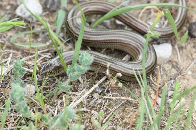 Seps strié Chalcides striatus (Cuvier, 1829)