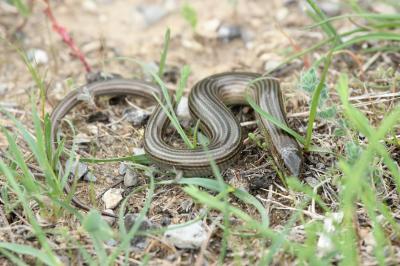Seps strié Chalcides striatus (Cuvier, 1829)
