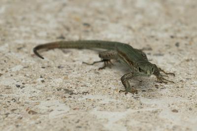 Lézard catalan des Cévennes Podarcis liolepis cebennensis Guillaume & Geniez in Fretey, 1986