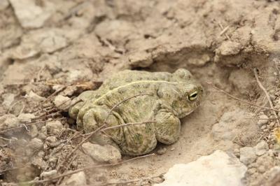 Crapaud calamite Epidalea calamita (Laurenti, 1768)