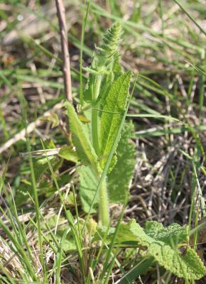 Sauge des prés, Sauge commune Salvia pratensis L., 1753