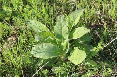 Sauge des prés, Sauge commune Salvia pratensis L., 1753