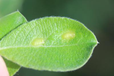  Euura bridgmanii (Cameron, 1883)