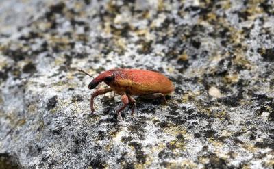  Lixus angustus (Herbst, 1795)