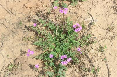 Érodium acaule Erodium acaule (L.) Bech. & Thell., 1928
