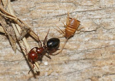  Myrmecophilus Berthold, 1827