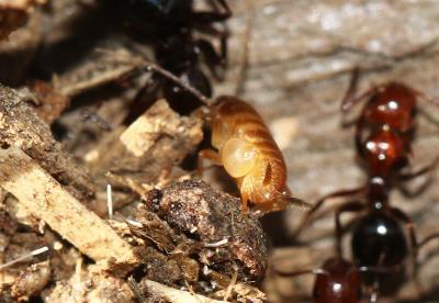  Myrmecophilus Berthold, 1827