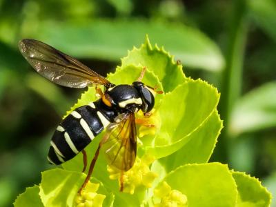  Xanthogramma citrofasciatum (De Geer, 1776)