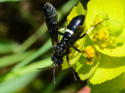  Cephaledo bifasciata (Müller, 1766)