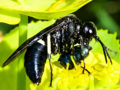  Cephaledo bifasciata (Müller, 1766)