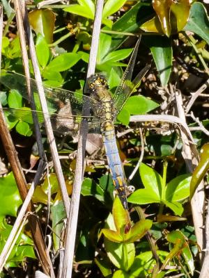 Orthétrum réticulé (L') Orthetrum cancellatum (Linnaeus, 1758)