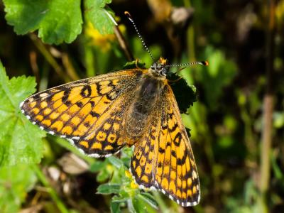Mélitée du Plantain (La), Déesse à ceinturons (La) Melitaea cinxia (Linnaeus, 1758)