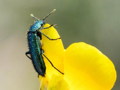 Psilothrix vert Psilothrix viridicoerulea (Geoffroy, 1785)