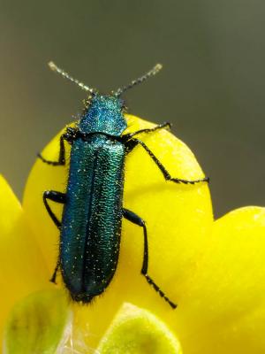 Psilothrix vert Psilothrix viridicoerulea (Geoffroy, 1785)